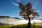 Herbstlich verfärbte Eiche (Quercus) im Gegenlicht mit Nebel, Schauinsland, Baden-Württemberg, Deutschland