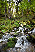 Brook in Schauinsland near Freiburg im Breisgau, Black Forest, Baden-Wuerttemberg, Germany