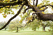 Ancient oak, near Liestal, Canton Basel, Switzerland