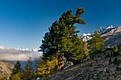 Swiss pine (Pinus cembra), Zermatt, Canton of Valais, Switzerland