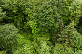 Aerial view of a mixed forest, spruce (Picea abies), beech (Fagus sylvatica) and wild cherry (Prunus avium), Emmendingen, Baden-Wuerttemberg, Germany