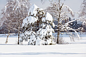 trees in deep snow, Upper Bavaria, Germany