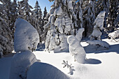 Verschneite Fichten, Picea abies, Winterlandschaft auf dem Arber, Bayern, Deutschland
