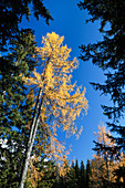 Baum des jahres 2012, Europäische Lärche in den Alpen, Larix decidua, Herbstfärbung, Österreich