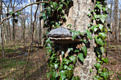 Hoof Fungus, Fomes fomentarius, and Ivy, Hedera helix, Upper Bavaria, Germany