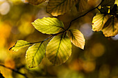 Rotbuchenlaub im Herbst, Fagus sylvatica, Oberbayern, Deutschland, Europa