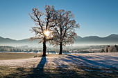 Eichen im Schnee, Quercus robur, Sonne, Oberbayern, Deutschland