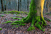 treetrunk covered with moss, Germany, Europe