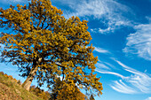 Eiche im Herbst, Quercus robur, Oberbayern, Deutschland, Europa