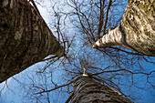 Birke, Hängebirke, Weißbirke, Betula pendula, Betula verrucosa, Betula alba, Winter, Bayern, Deutschland