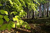 Junges Rotbuchenlaub im Frühling, Fagus sylvatica, Oberbayern, Deutschland, Europa