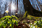 Buschwindröschen in Buchenwald, Frühling, Anemone nemorosa, Nationalpark Hainich, Thüringen, Deutschland, Europa