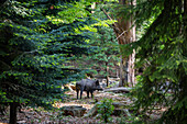 Wildschwein, Sus scrofa, Bayerischer Wald, Deutschland
