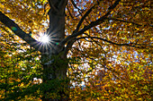 Rotbuche im Herbst, Fagus sylvatica, Herbststimmung, Oberbayern, Deutschland, Europa