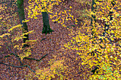 Buchenwald im Herbst, Fagus sylvatica, Herbststimmung, Saarland, Deutschland, Europa