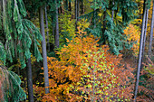 Rotbuchen im Herbstwald, Fagus sylvatica, Herbststimmung, Saarland, Deutschland, Europa
