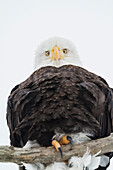 Adult Bald eagle Haliaeetus leucocephalus looks down from its perch at the camera, Portage area in South, central Alaska, Alaska, United States of America