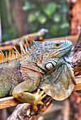 Green Iguana Iguana Iguana, Green Iguana Project, San Ignacio, Belize