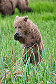 Brown bear ursus arctos cub standing on it's hind legs with a stance like it is whispering, Lake Clark, Cook Inlet, Alaska, United States of America