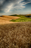 Golden wheat fields and green fields on rolling hills, Palouse, Washington, United States of America