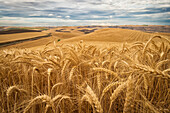 Golden wheat fields on rolling hills, Palouse, Washington, United States of America