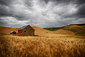 Golden wheat fields on rolling hills with a wooden barn and other farm structures, Palouse, Washington, United States of America