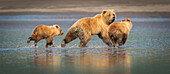 Alaskan coastal bears ursus arctos clamming in Lake Clark National Park, Alaska, United States of America