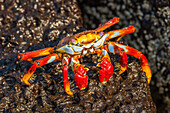 Painted crab Ocypode gaudichaudii on a rock, Galapagos Islands, Ecuador