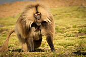 Gelada Theropithecus gelada, Semian mountains, Ethiopia