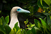 Red, footed booby Sula sula, Galapagos Islands, Ecuador