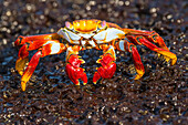 Painted crab Ocypode gaudichaudii, Galapagos Islands, Ecuador