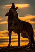 Coyote Canis latrans howling at sunset, Triple D Ranch, California, United States of America
