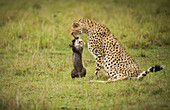 Cheetah Acinonyx jubatus with it's cub, Maasai Mara National Reserve, Kenya
