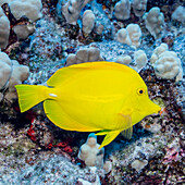A Yellow Tang Zebrasoma flavescens off the Kona coast, Kona, Island of Hawaii, Hawaii, United States of America