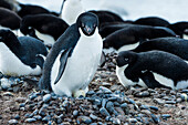 Adelie penguins pygoscelis adeliae, Antarctica