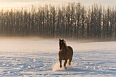 A horse running across a snow covered field in fog at sunrise, Cremona, Alberta, Canada