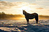 A horse standing in a snow covered field on a foggy morning during a golden sunrise, Cremona, Alberta, Canada