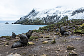 Antarctic fur seals Arctocephalus gazella, South Georgia, South Georgia, South Georgia and the South Sandwich Islands, United Kingdom