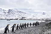 King penguins Aptenodytes patagonicus walking in a row along the water's edge and a zodiac moored in the water along the coast, South Georgia, South Georgia, South Georgia and the South Sandwich Islands, United Kingdom