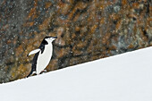 Chinstrap Penguin Pygoscelis antarctica walking uphill, Half Moon Island, South Shetland Islands, Antarctica