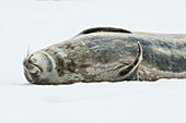Weddell seal Leptonychotes weddellii, Half Moon Island, South Shetland Islands, Antarctica
