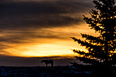 Silhouette of a horse standing on the prairies at sunrise, near Longview, Alberta, Canada