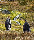King penguins Aptenodytes patagonicus moulting on the tundra with a cascading stream, Grytviken, South Georgia, South Georgia and the South Sandwich Islands, United Kingdom