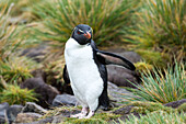 Gentoo penguin Pygoscelis papua