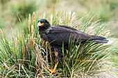 Black bird standing in grass