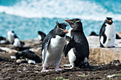 Rockhopper penguins Eudyptes on the shore