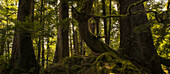The old growth trees of Haida Gwaii come to life as the sun shines through them, Haida Gwaii, British Columbia, Canada