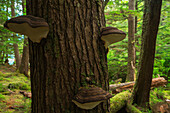 Fungus grows on the dead trees in the lush rainforest environment, Haida Gwaii, British Columbia, Canada