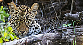 Leopard panthera pardus, Sabi Sand Game Reserve, South Africa