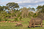 Female rhinoceros Diceros Bicornis and her baby, South Africa